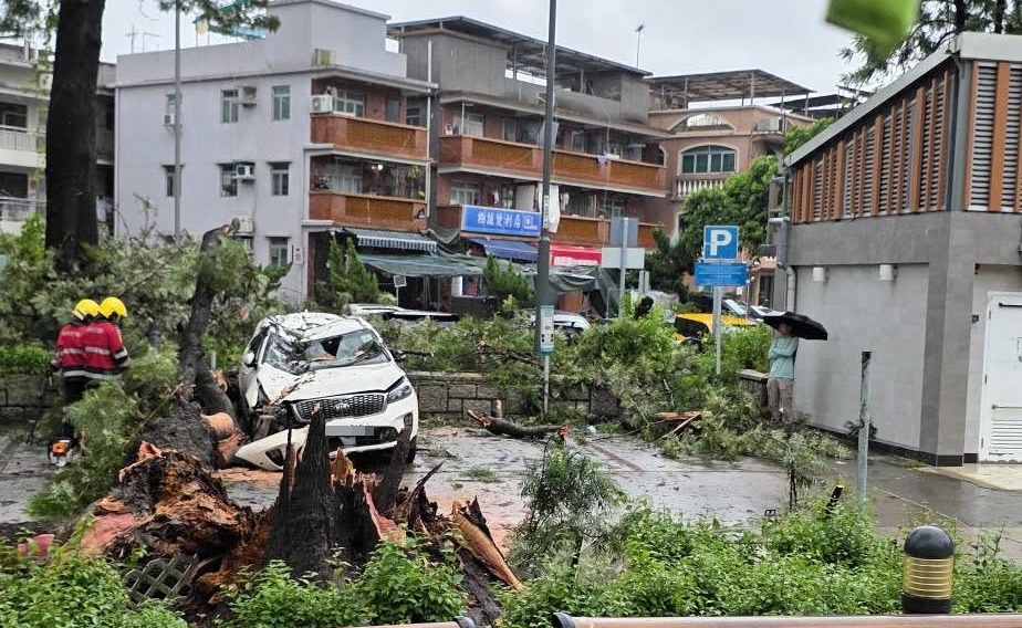 上水東慶路塌樹壓毀車輛。fb:上水人大聯盟 上水東慶路塌樹壓毀車輛。fb:上水人大聯盟