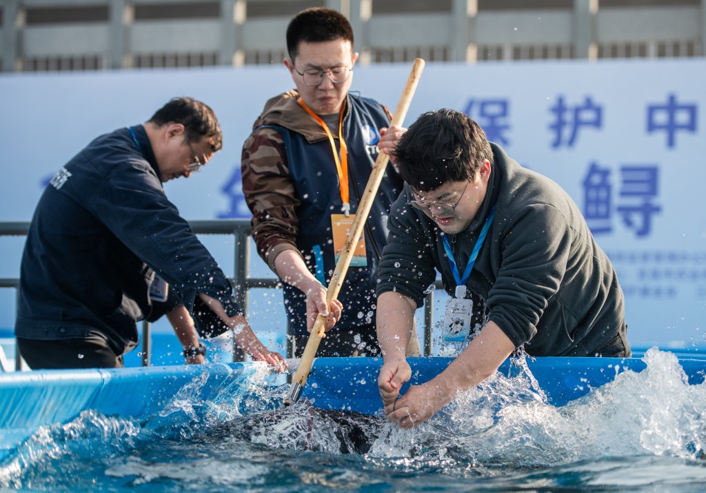 今年3月湖北宜昌長江舉行的人工繁殖中華鱘放生活動。新華社