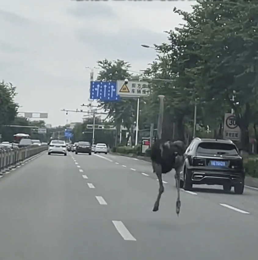 成都「越獄」鴕鳥馬路狂奔。 成都「越獄」鴕鳥馬路狂奔。