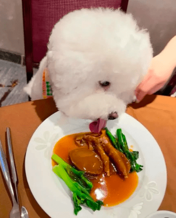 犬隻直接舔食餐盤。(來源:Threads) 犬隻直接舔食餐盤。(來源:Threads)