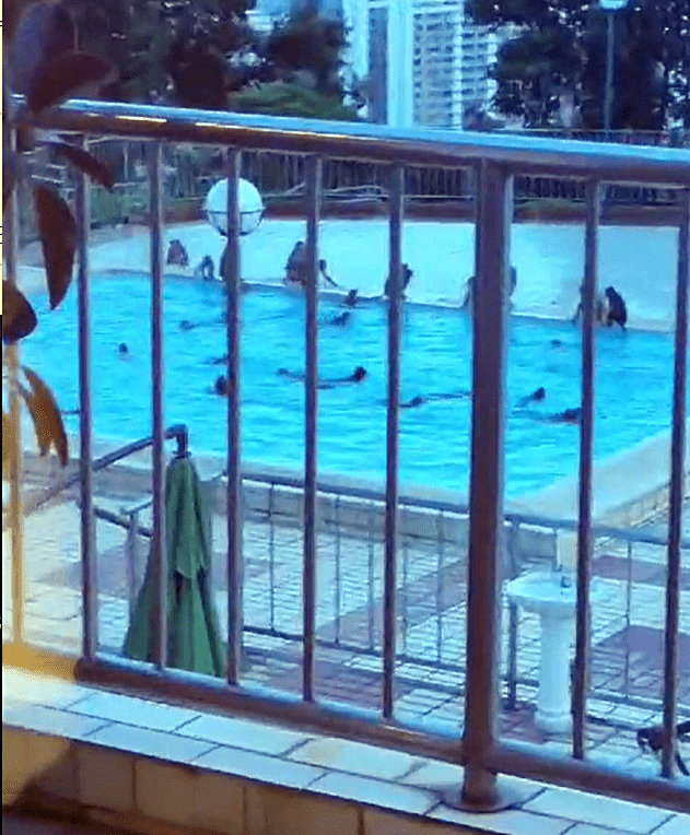 馬騮在泳池暢泳。網上截圖