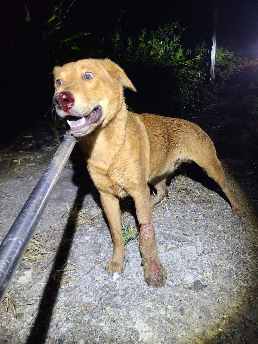 本港不时有流浪猫狗被捕兽器夹至重伤见骨。毛守救援fb图片