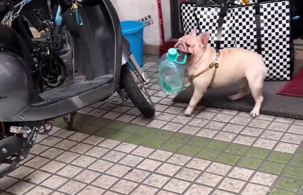 廣州寵物犬每日穿梭各處,熟練地收集空膠樽。 廣州寵物犬每日穿梭各處,熟練地收集空膠樽。