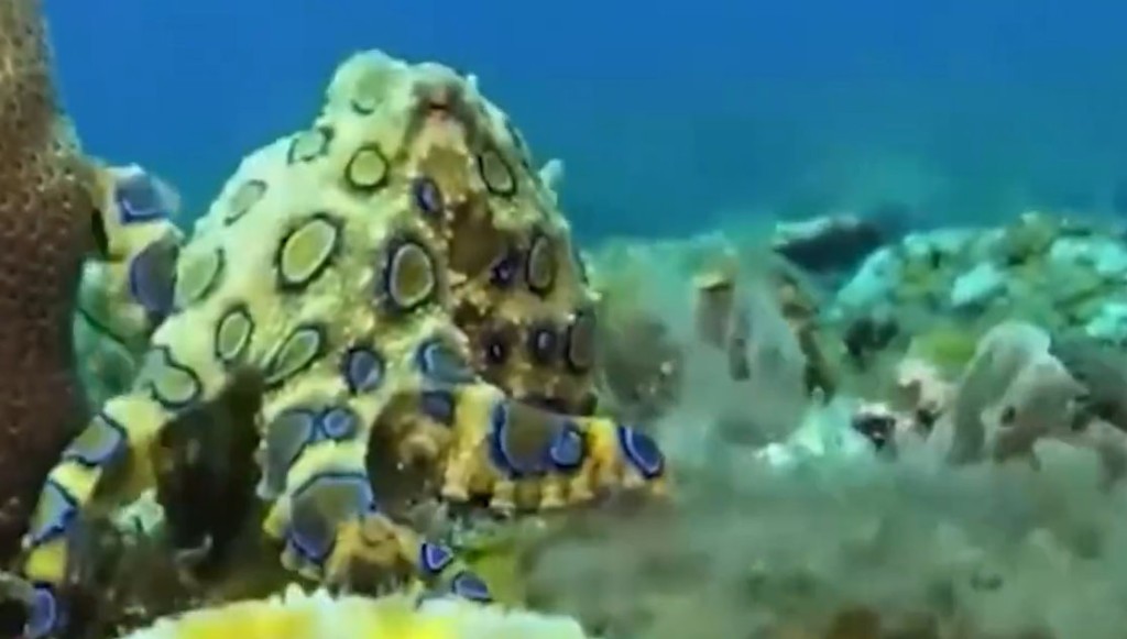 「蓝环章鱼」在海洋中属于剧毒生物之一，。 网图