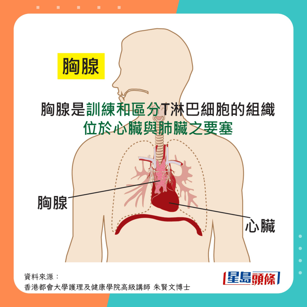 免疫系統 