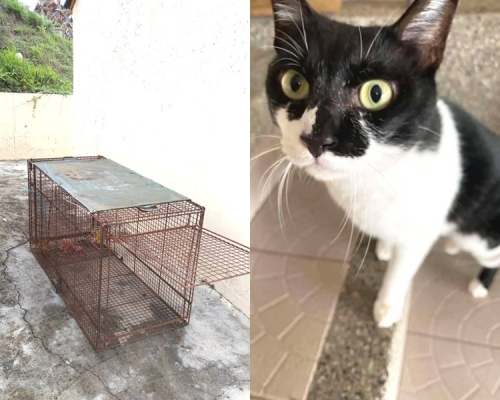 有關人員在民居範圍設置誘捕籠（左），屋主其中一隻貓被咬死。網圖