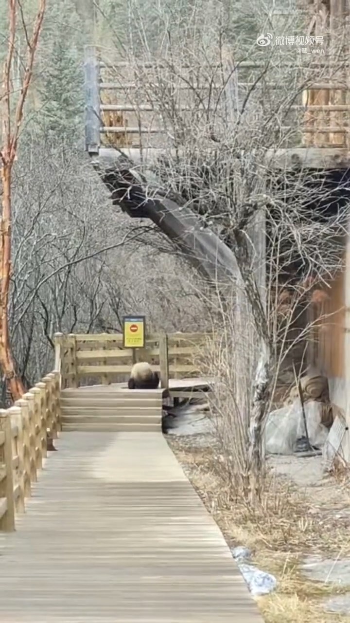 四川九寨沟7级大地震后，首次拍下野生大熊猫活动影片。红星新闻