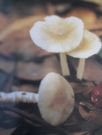 不少菇類含有劇毒，圖為小托柄鵝膏菌。食安中心圖片