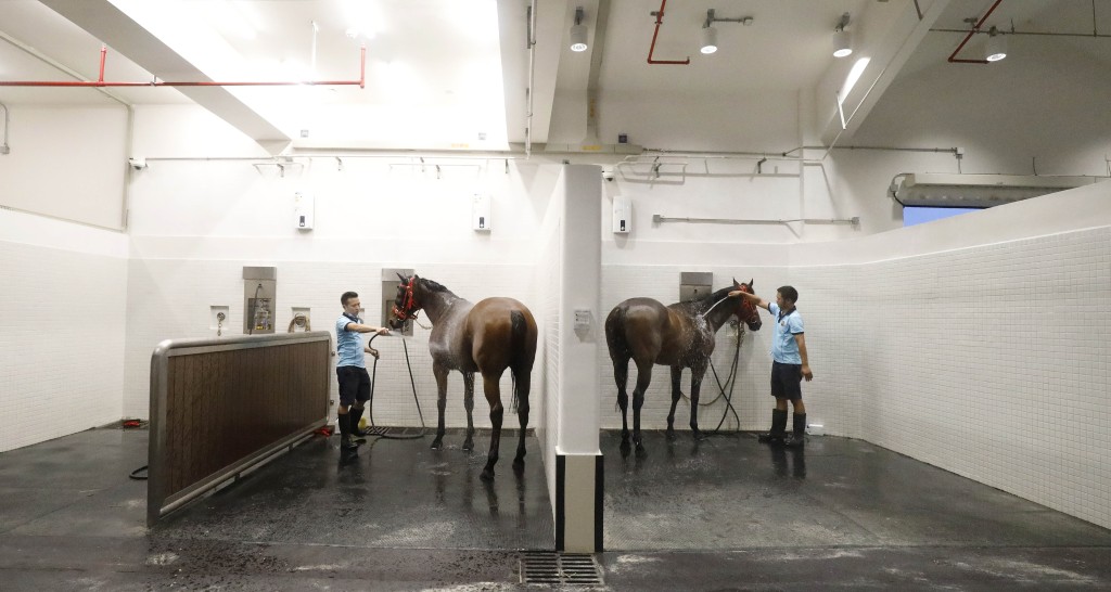 從化馬場可容納逾千馬匹。 從化馬場可容納逾千馬匹。
