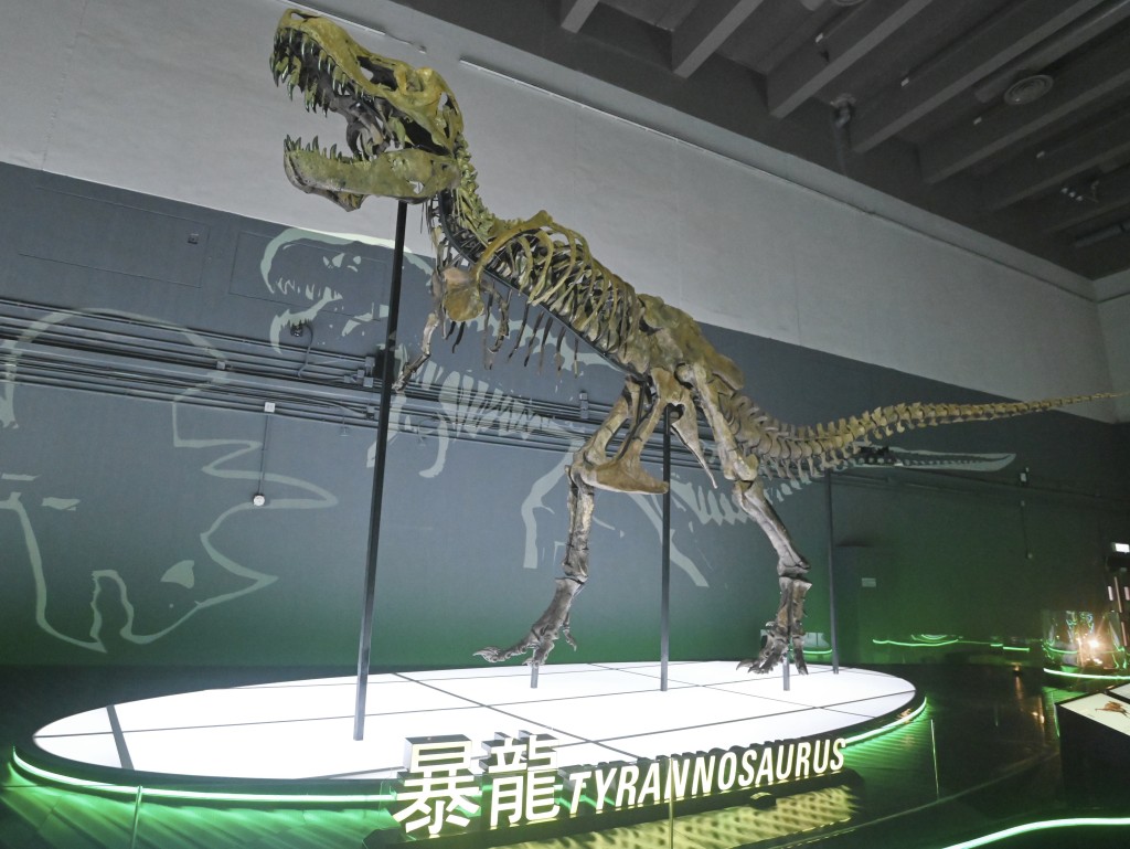 暴龍化石真品可謂是次展覽展的重點。資料圖片