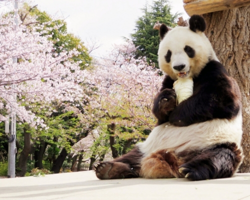日本神戶將把高齡熊貓旦旦送還中國。(網圖)