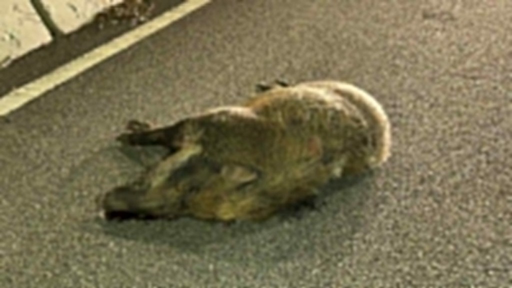 一隻身長1.5米的䧳性野豬倒卧路中。蔡楚輝攝