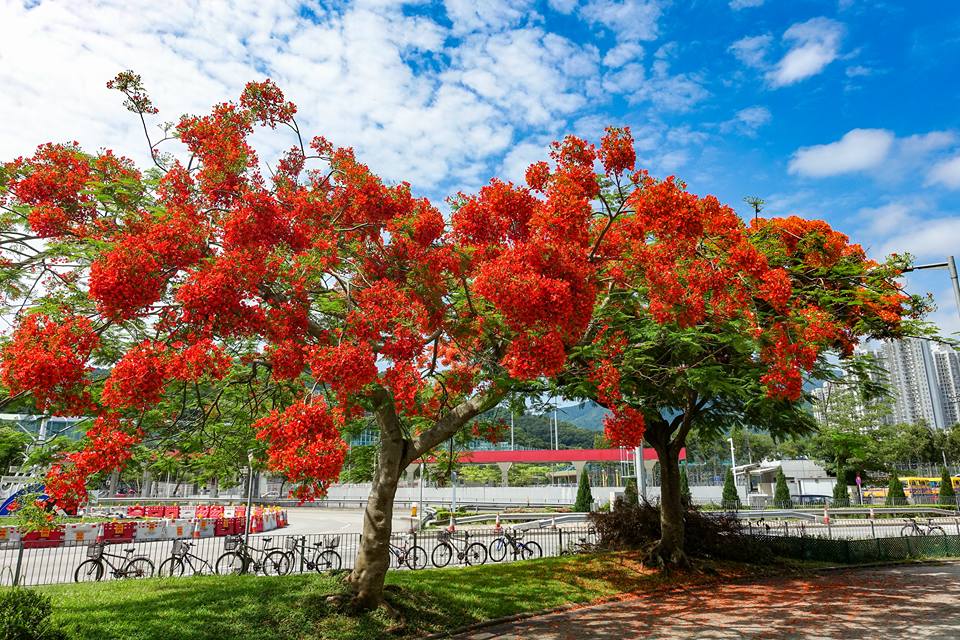 鳳凰木因鮮紅或橙色的花朵配合鮮綠色的羽狀複葉，被譽為世上最色彩鮮艷的樹木之一。