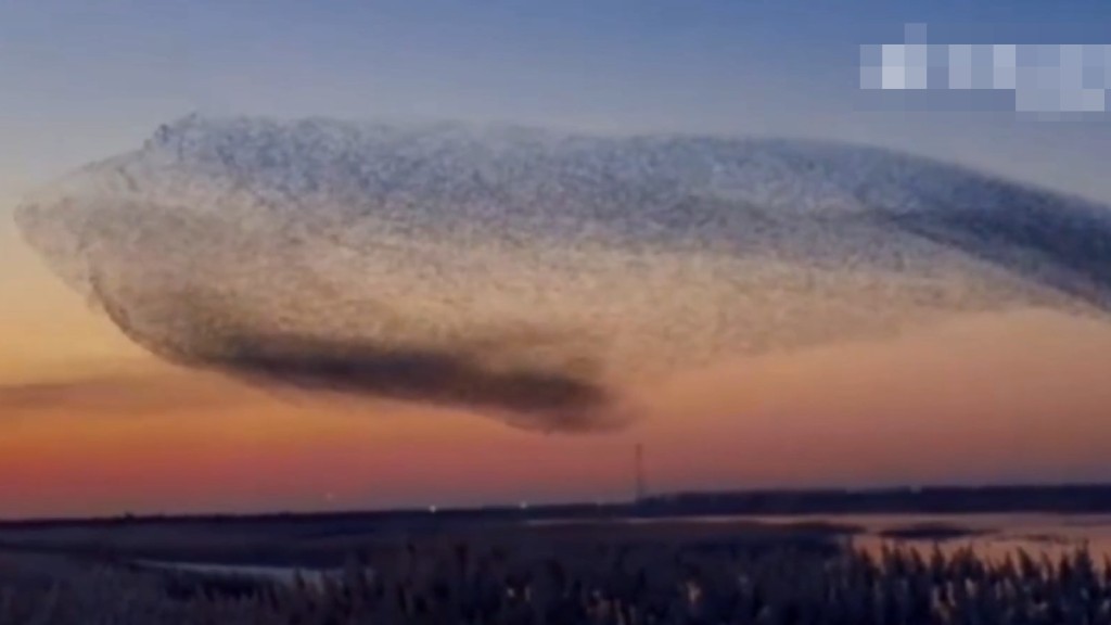 山東數十萬候鳥遷徙組「巨鯨」畫面。微博@人民日報