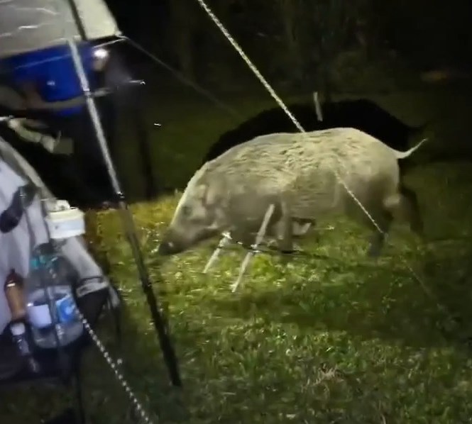 Threads截圖(資料來源:szewai_li@Threads) Threads截圖(資料來源:szewai_li@Threads)