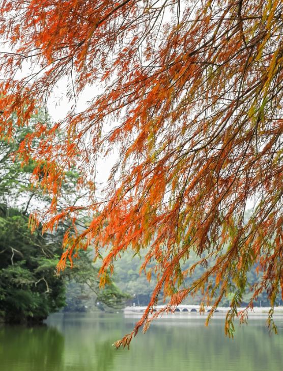 洪湖公园秋天景色优美