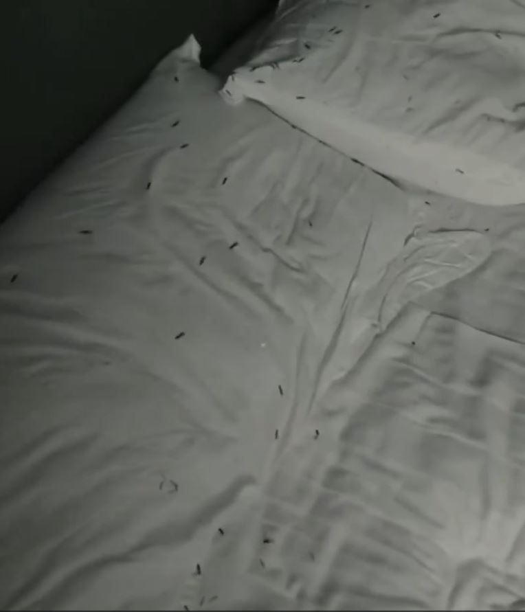 江西有男子入住賓館，睡至半夜發現全床爬滿小蟲。 