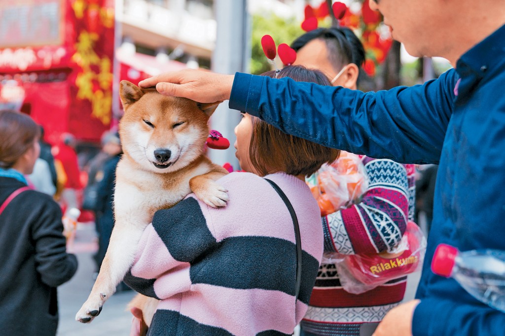 广州近日频发生宠物犬被毒案。