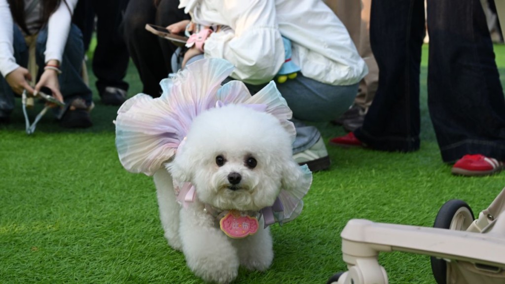 Q熱是比較少見的人畜共患病，主要傳染源是哺乳動物，包括貓狗。中新社