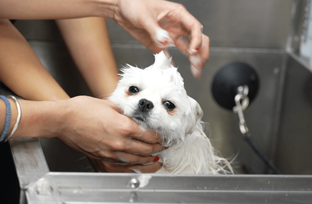 宠物美容基本功是服待小狗洗澡，Cathy表示搞到全身湿晒，比想像中更累。