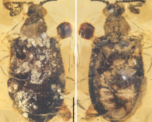 中科院有研究員近日在琥珀中，發現一隻新種甲蟲化石。中科院圖片