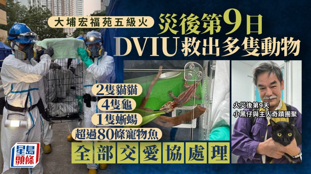 大埔宏福苑五級火｜災後第9日DVIU再救出多隻生還動物 小黑貓與主人劫後重聚