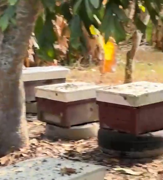 将近138箱蜜蜂疑似遭人恶意放毒。