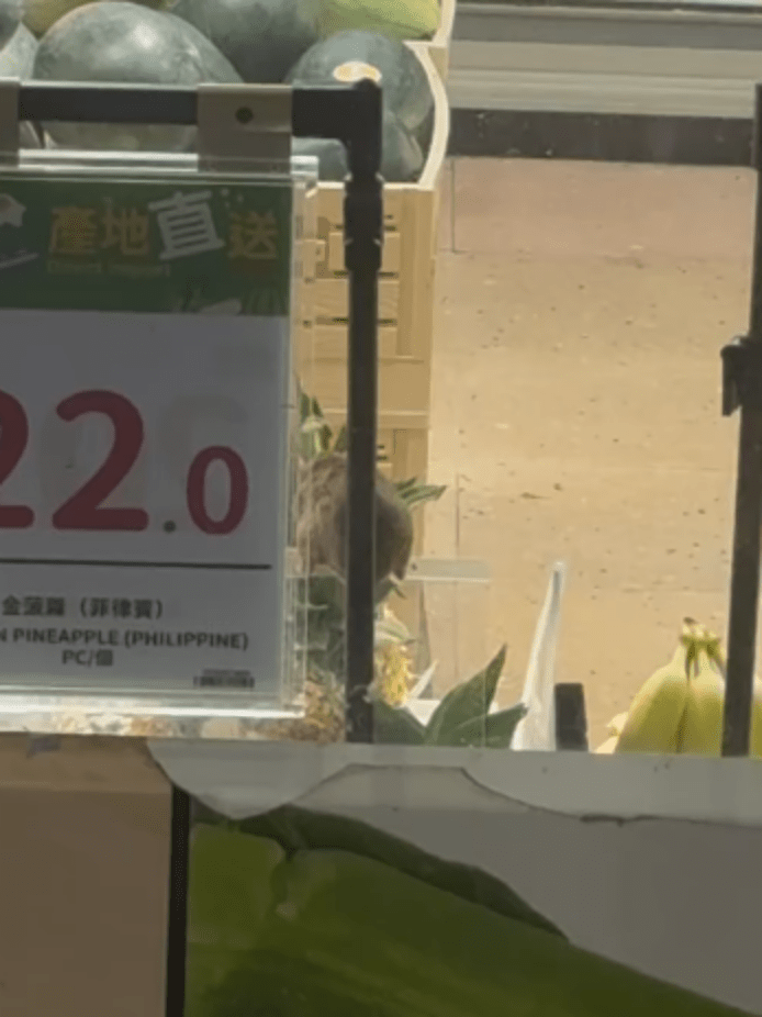 店內有老鼠大搖大擺地徘徊，爬經零食水果。Threads：pennyyyymt