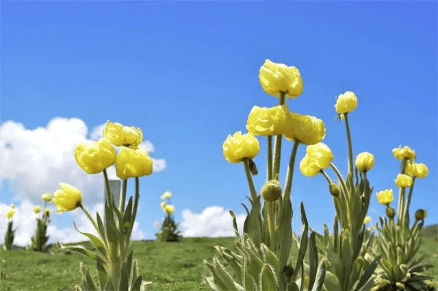 綠絨蒿被稱為「距天空最近的花朵」、也被很多網民譽為川西高原上的「女神」。