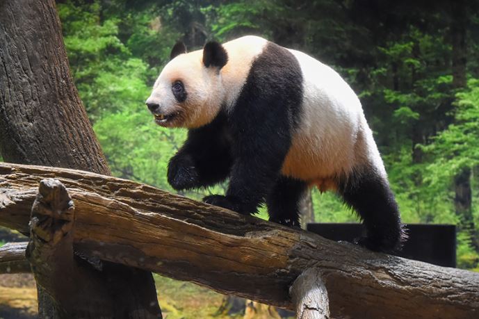 蕾蕾活动照片。上野动物园