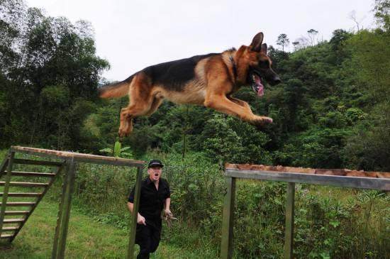 警犬须经严格训练与考核，才能服役出勤。新华社