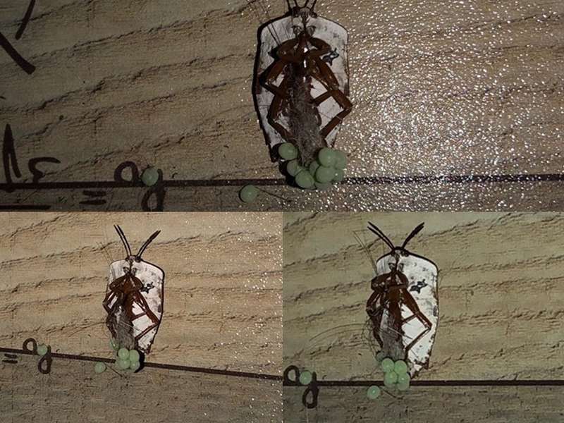 臭屁虫产卵。网图