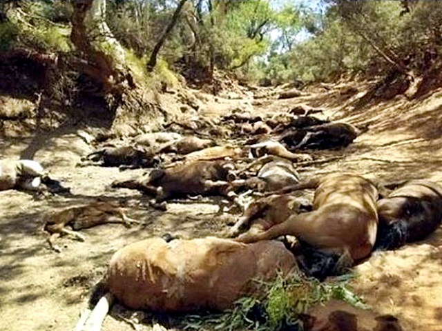 除了魚類外,澳洲中部城市愛麗斯泉,有網民貼出40匹野馬不敵高溫渴死。網圖