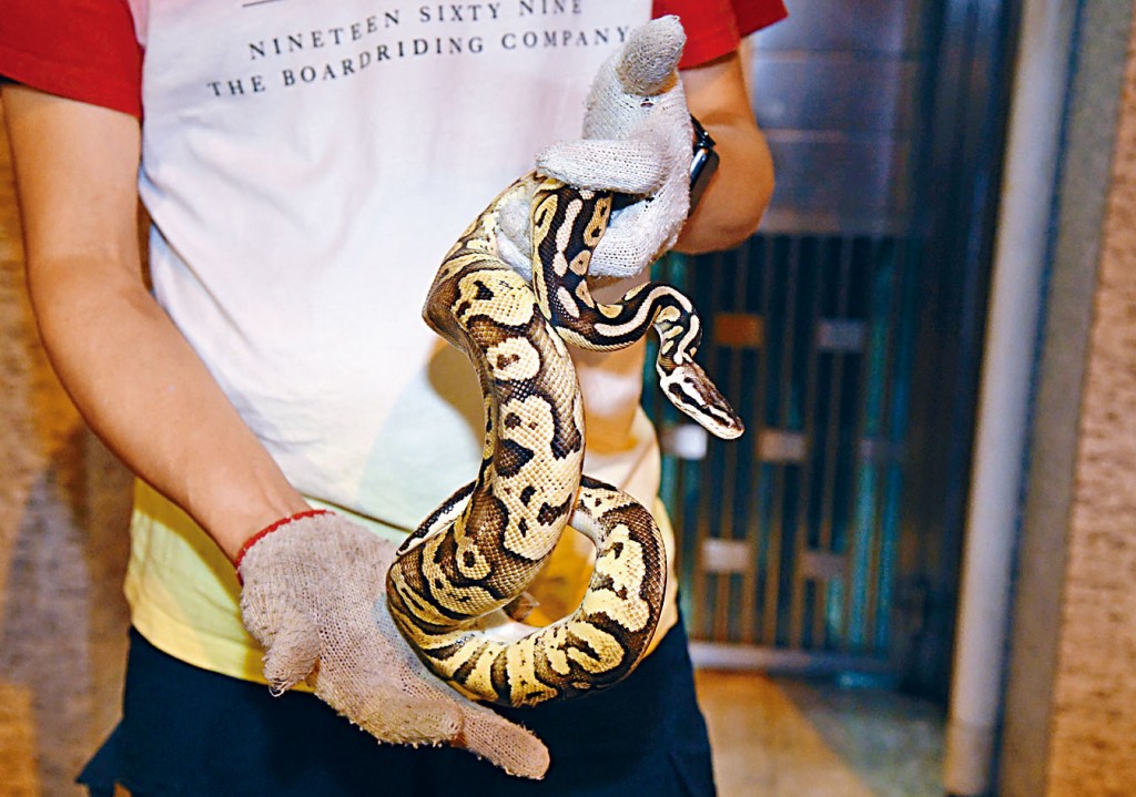 被蛇王生擒的寵物蛇「球蟒」。
