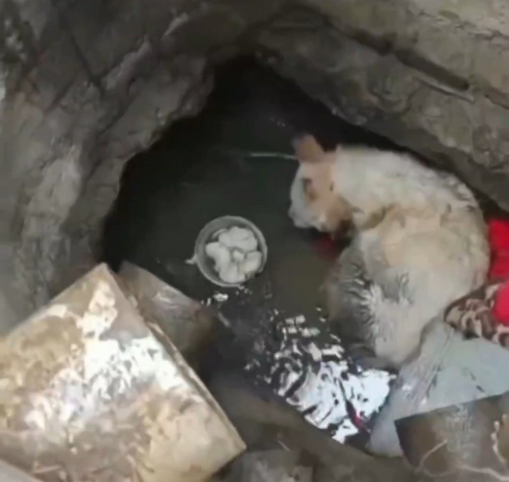 山東小狗跌落廢井3年,終成功獲救。抖音 山東小狗跌落廢井3年,終成功獲救。抖音