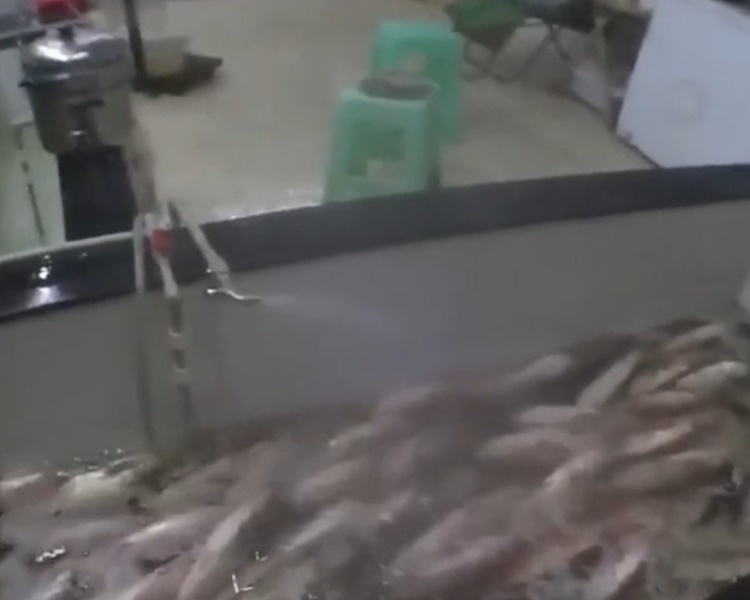 魚箱內水質發生變化,魚類相繼死亡。網圖
