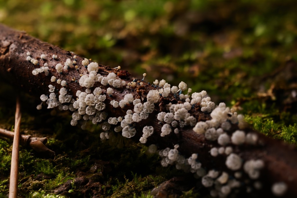 今年發現的暗藍小菇(Mycena lazulina)，直徑只有2mm。相片由Kinwa Yick提供（獲授權使用）