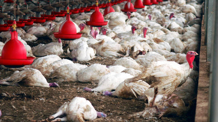 1100只鸡最终被「吓死」。  网图示意图