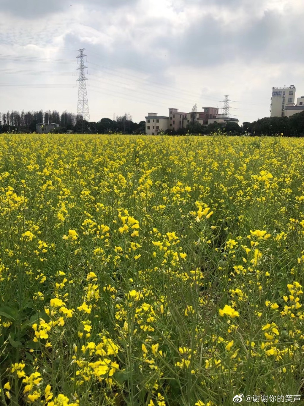 朱杰湧表示，「以蚊治蚊」每年為村內省下約1萬多元經費。（微博）