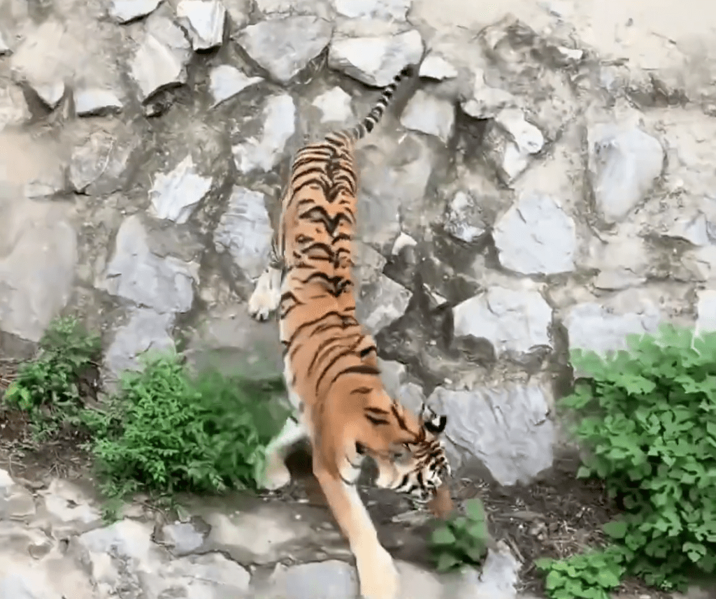 網友反映,北京動物園獅虎山的老虎瘦如「卡片」。 網友反映,北京動物園獅虎山的老虎瘦如「卡片」。