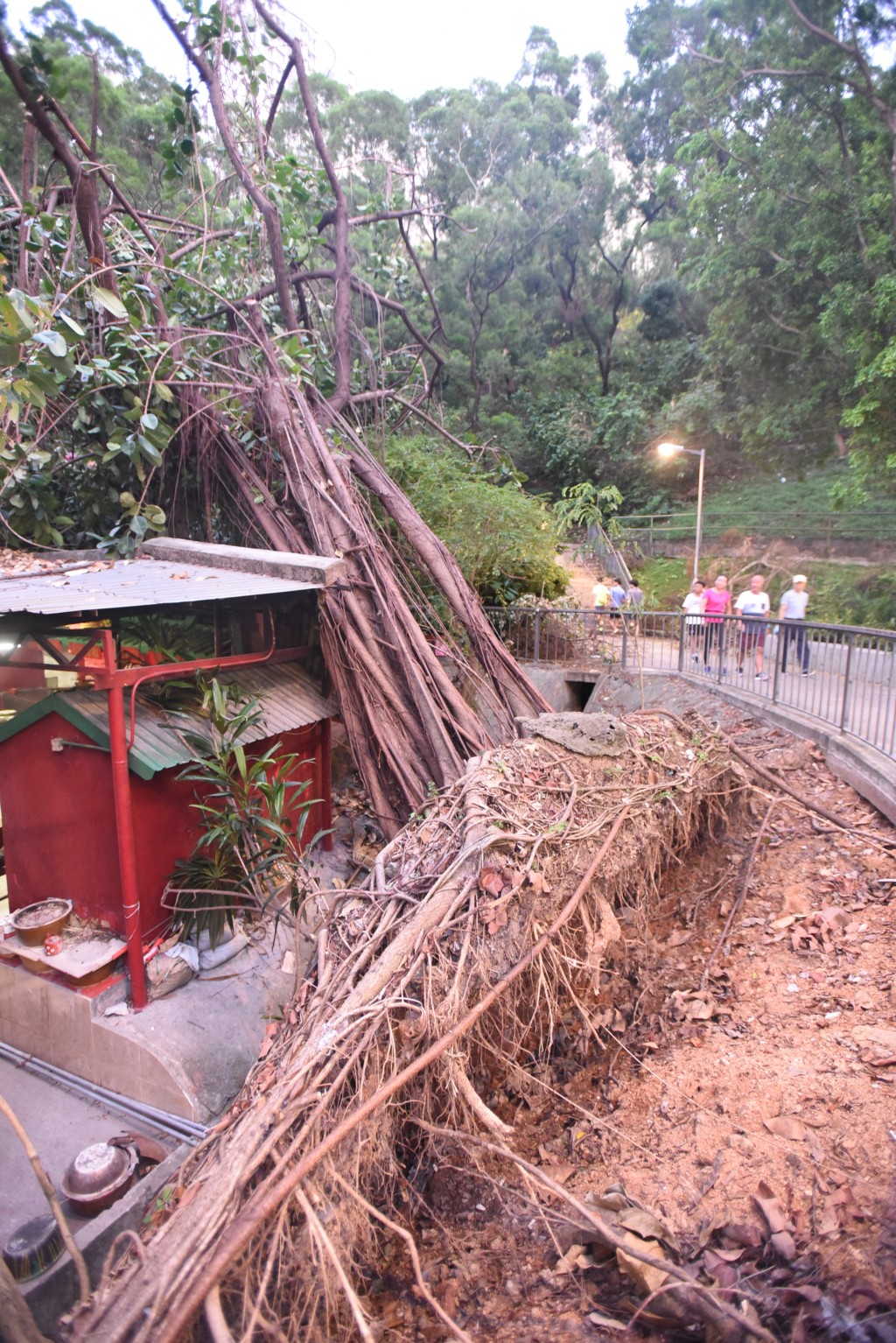 2018年山竹襲港，各區都有樹木倒塌情況，可見山竹威力強勁。