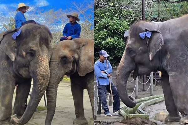 日本市原象之国传出死亡意外。 市原ぞうの国