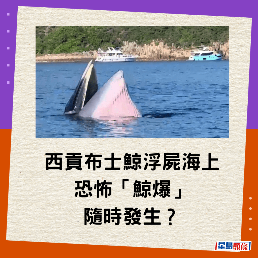 西貢布士鯨浮屍海上，恐怖「鯨爆」隨時發生？