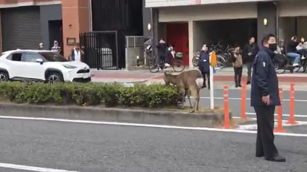 奈良鹿在大阪乱过马路。 X@inoue_0821