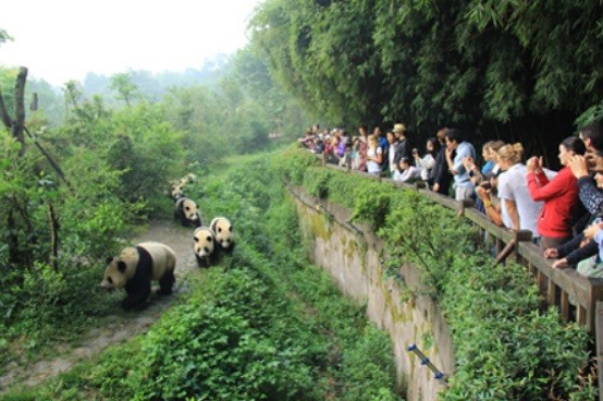 遊客在成都大熊貓繁育研究基地參觀。