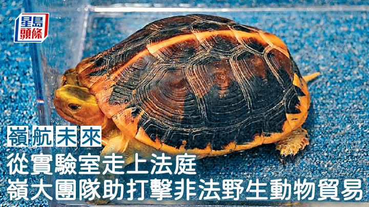 從實驗室走上法庭 嶺大團隊助打擊非法野生動物貿易︱嶺航未來