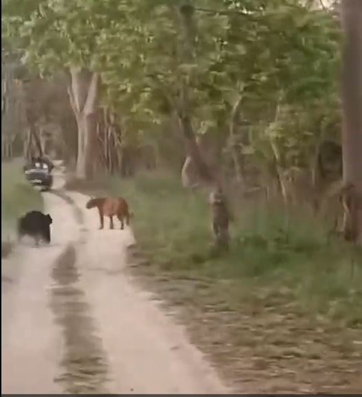 懶熊突從下方出現，衝向母虎。
