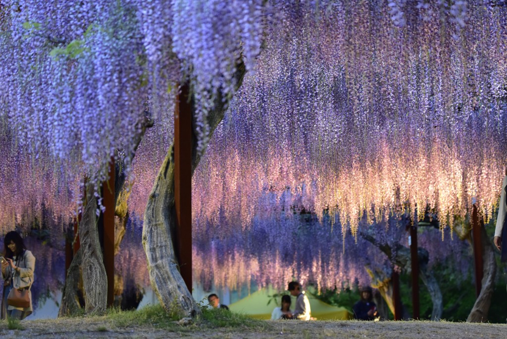 岡山和氣郡藤公園的紫藤花，花期將在4月下旬開始。