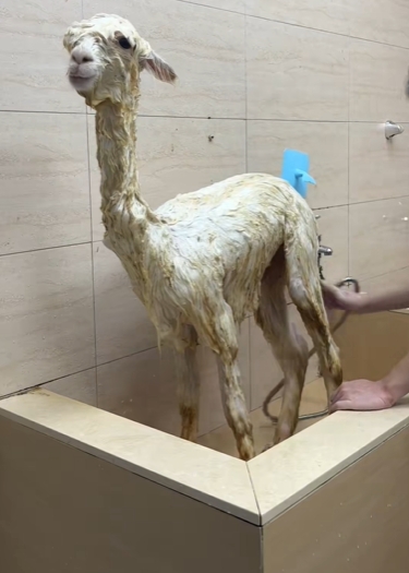 羊駝洗澡步驟繁瑣。 抖音/示意圖