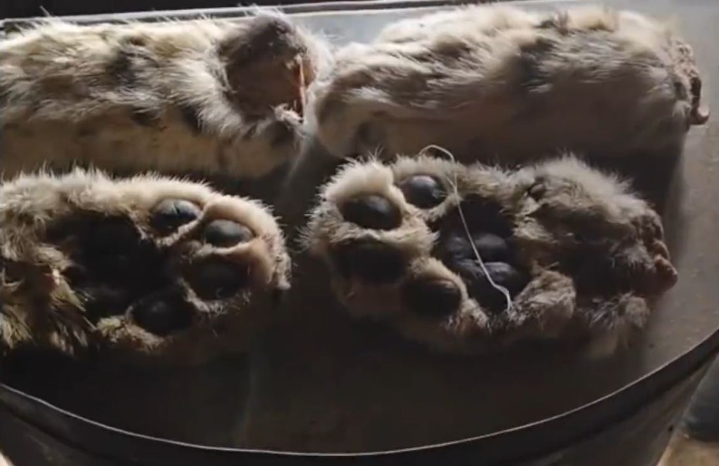 新疆有男子獵殺雪豹後，將牠肢解食用被刑拘。影片截圖